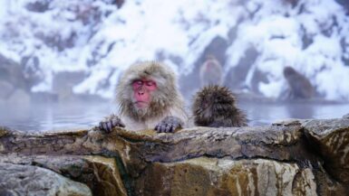 Onsen v Japonsku rádi využívají i opice, které se v teplé vodě ohřívají