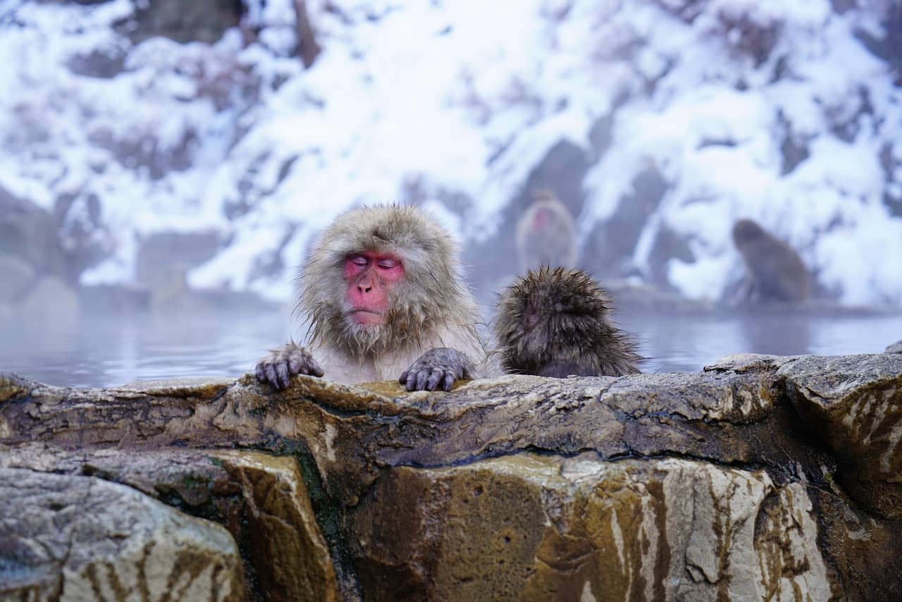 Onsen v Japonsku rádi využívají i opice, které se v teplé vodě ohřívají